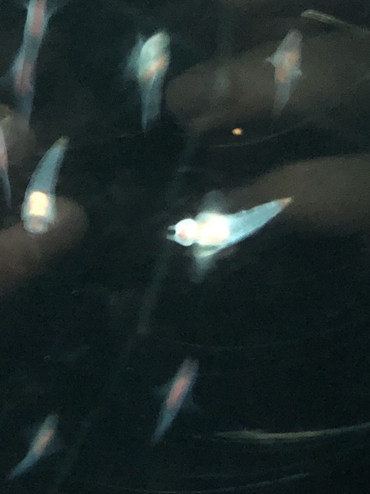 サンシャインシティ水族館