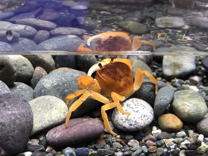 サンシャインシティ水族館