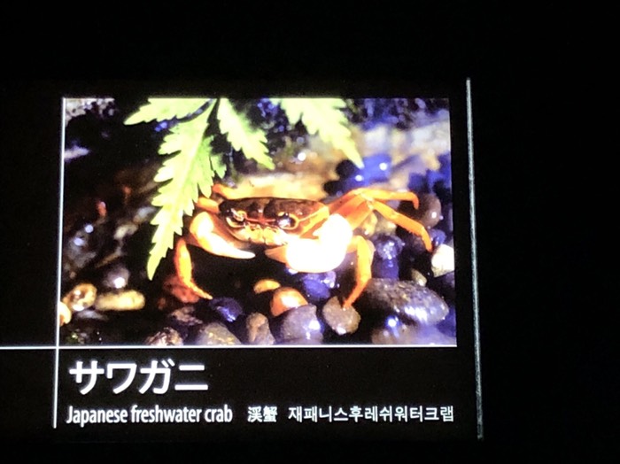 サンシャインシティ水族館