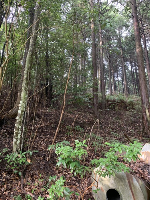 ここからヒノキ林