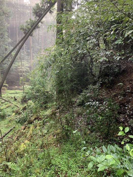途中道がなくなっている