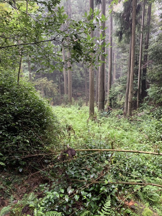 ここに降りてきた  手前側