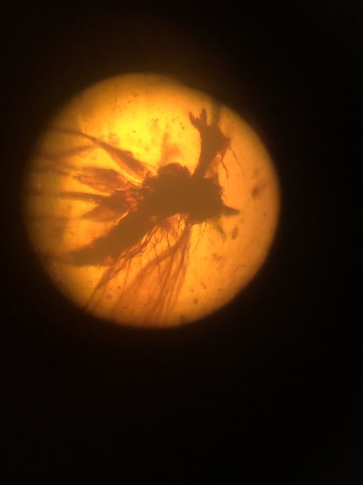 福島県立博物館