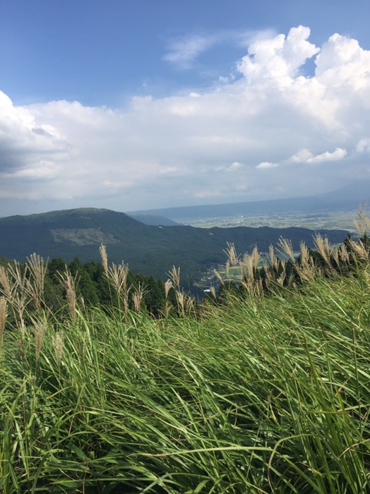 阿蘇外輪山のススキ