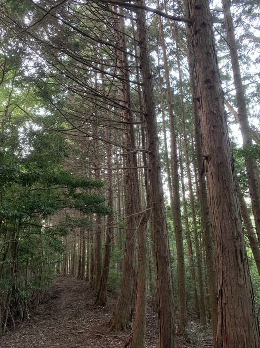 道路側のヒノキ