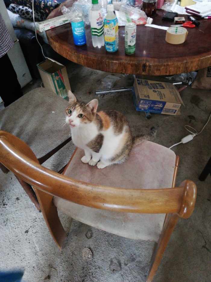 可愛い猫ちゃん