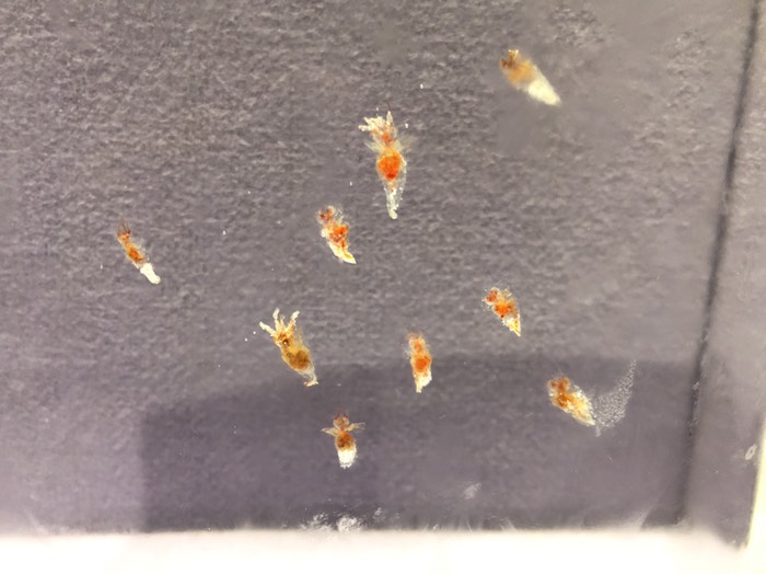 オホーツク流氷科学センター