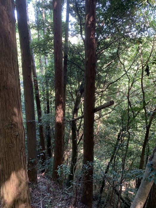 ヒノキと雑木林の境