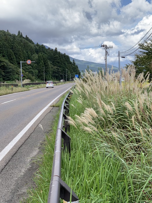 ススキも本格的になってきてます！