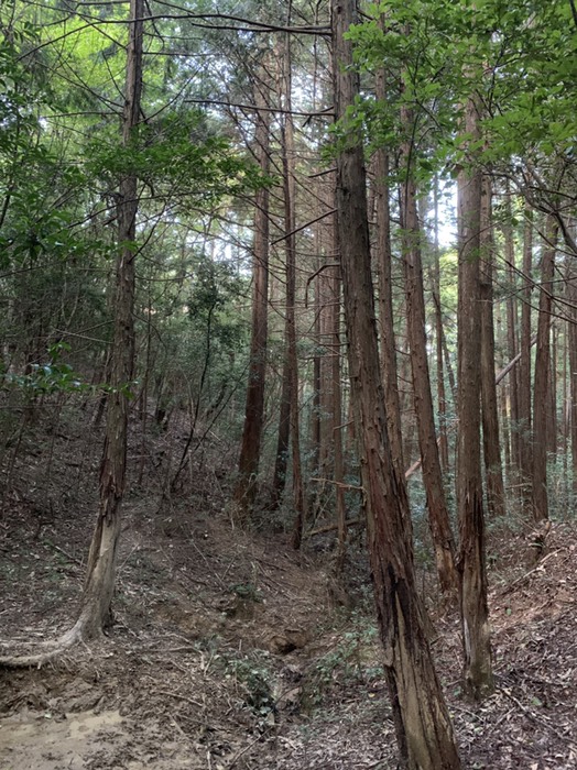 ヒノキ林はここまで