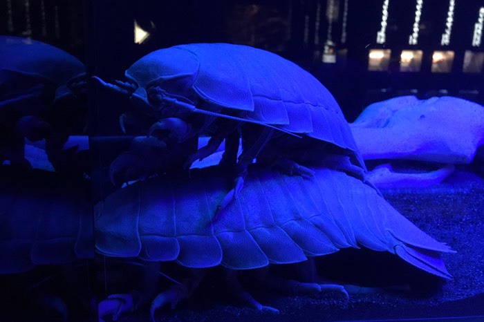 ダイオウグソクムシたん