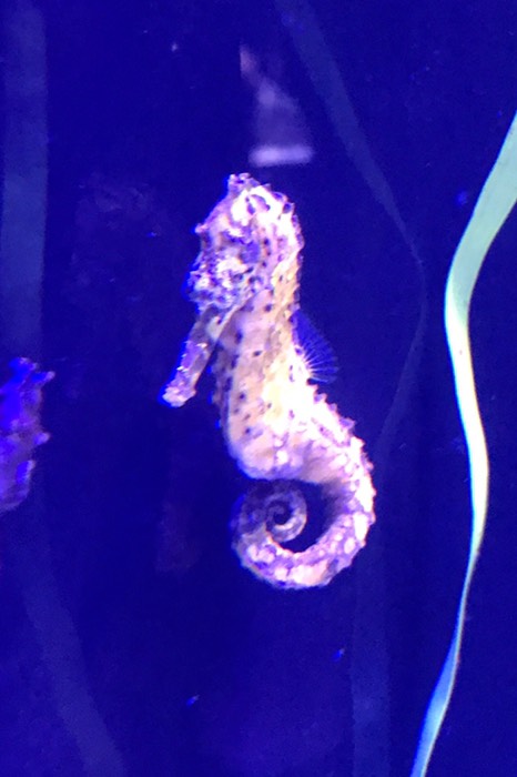 イエローコロナタス！？