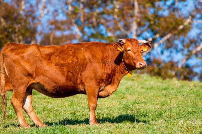 牛さんがいました😆