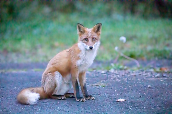まさかの駐車場にきつね😳🦊