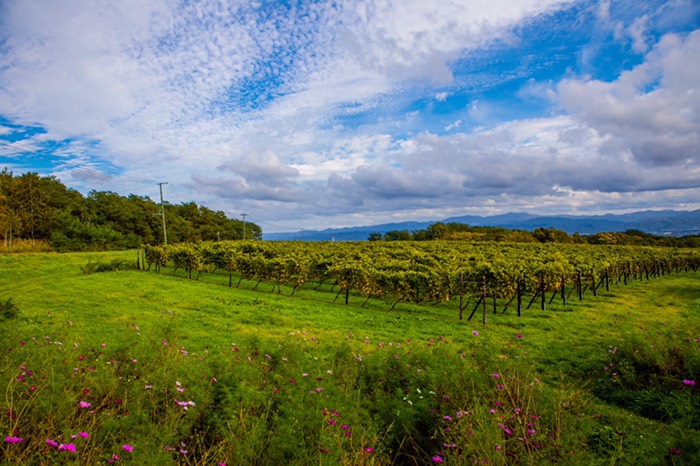 鶴沼ワイナリー🍷
