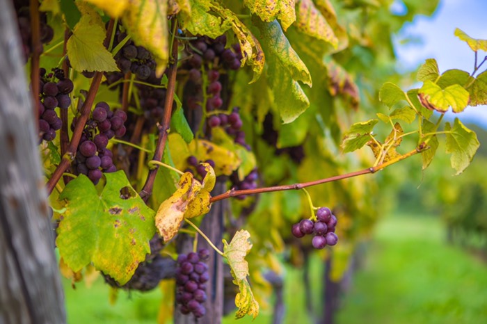 ブドウが沢山なってる🍇
