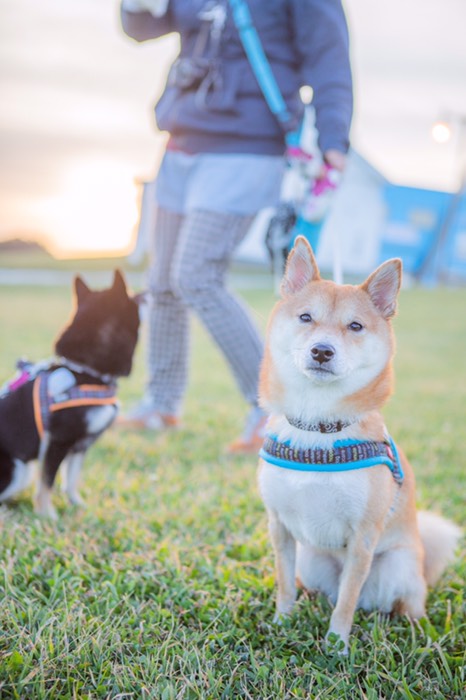 かわいいワンコ❤️