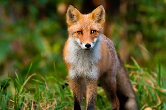 途中でキツネと出会しました🦊