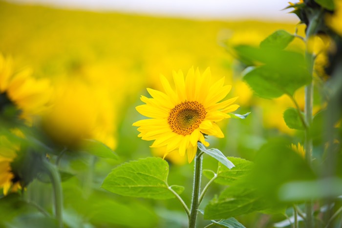 ヒマワリ畑発見🥺