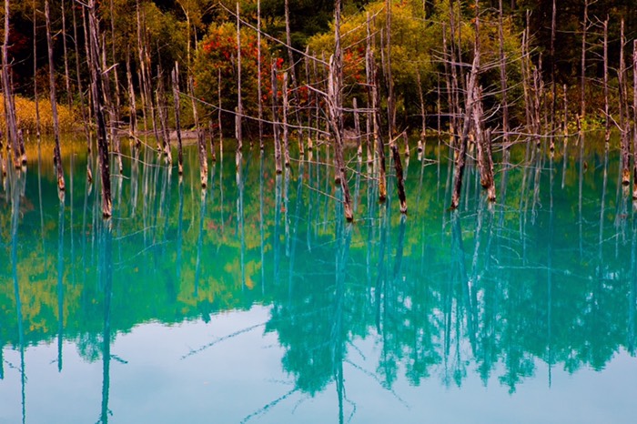美瑛の青い池