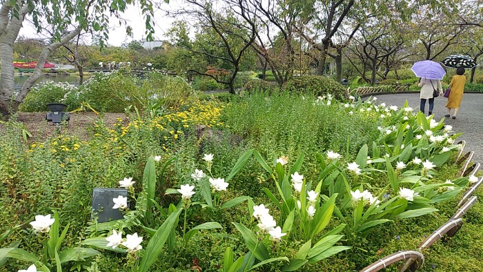 なばなの里 クルクマ