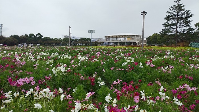 コスモス畑
