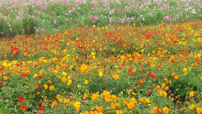 キバナコスモス