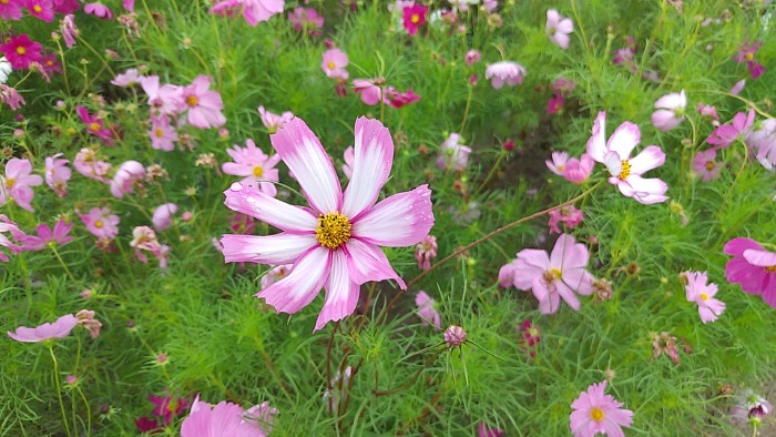 コスモス