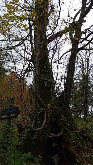 カラ谷分岐 カツラの木