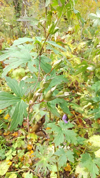 トリカブトの実