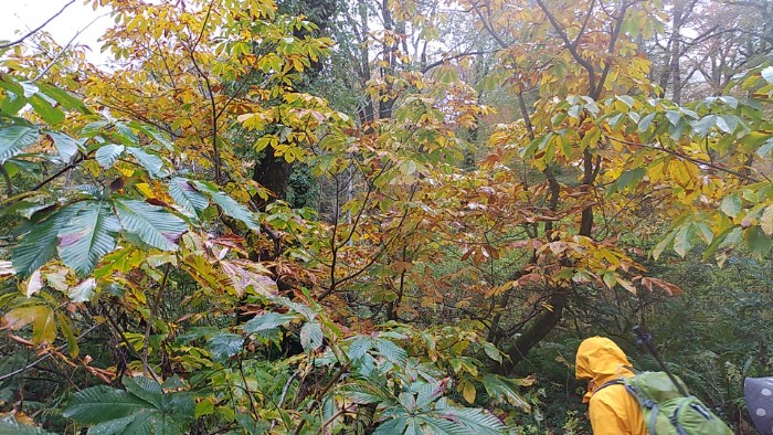とちの葉の黄葉