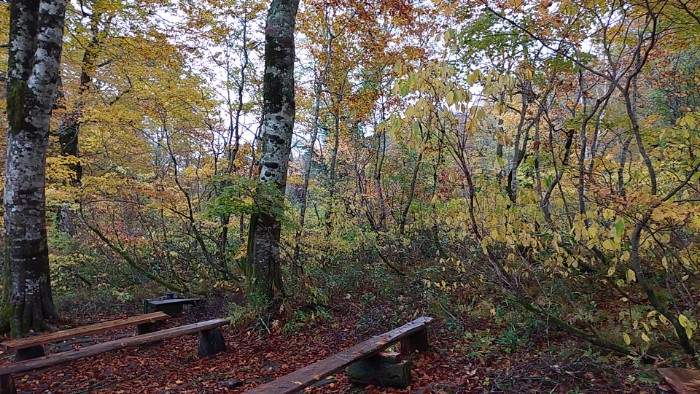 水芭蕉群生地のベンチ
