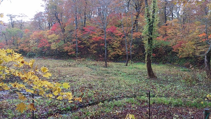 水芭蕉の群生地