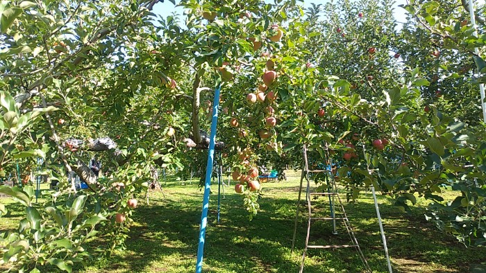 りんご農園 丸信農園