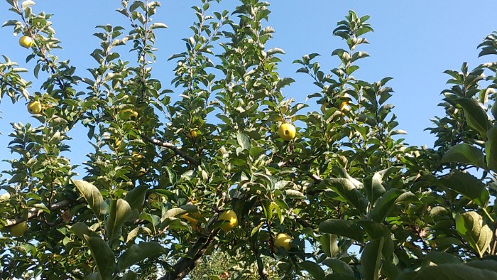 しなのゴールド