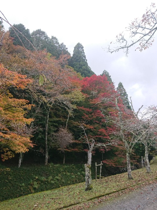 多治神社、紅葉