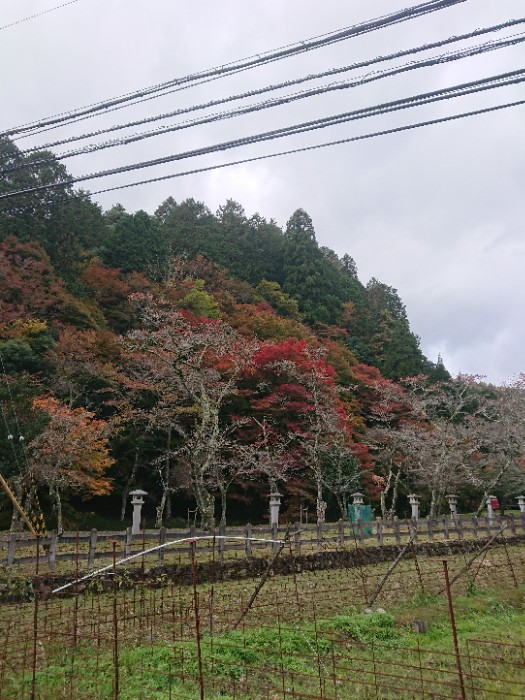多治神社、紅葉