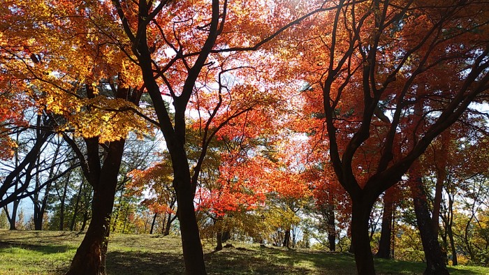 紅葉（松岡城跡)