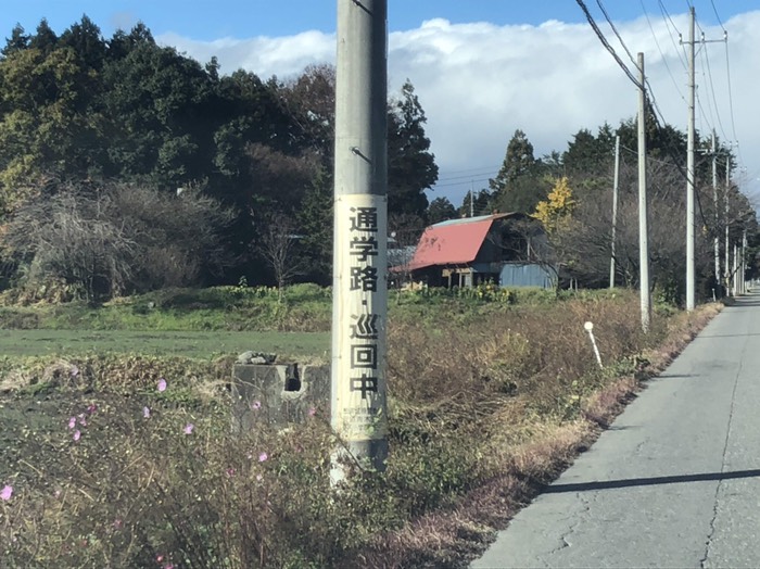 コスモス咲く牛舎