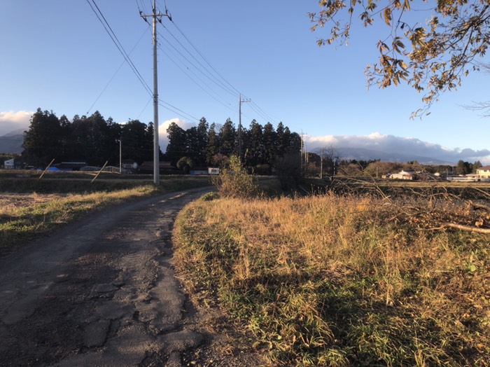 アザミがたくさん咲いていた所