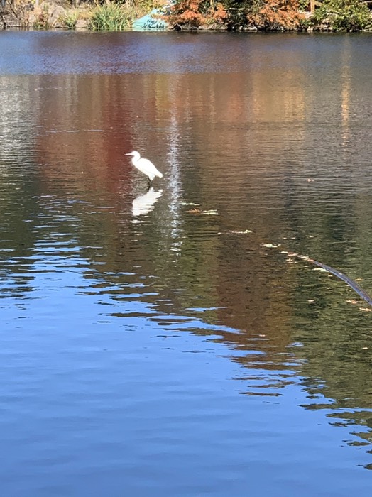湖に浮いてる鳥