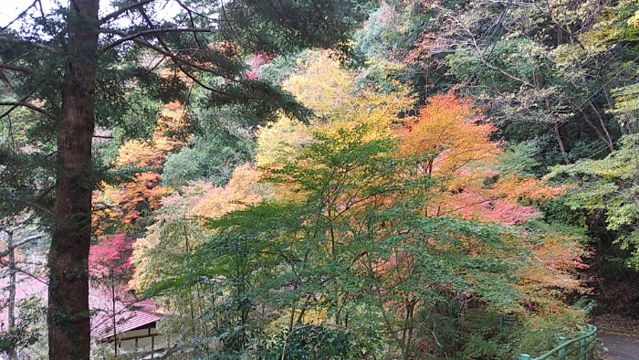紅葉 東海自然歩道