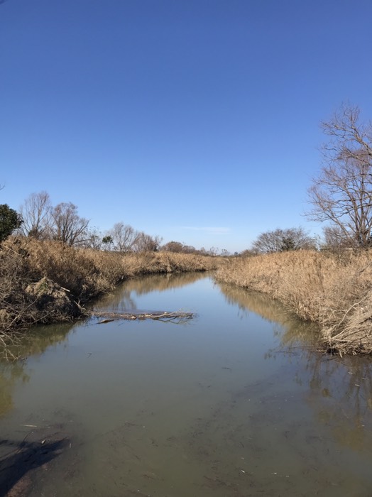 ふれあい松戸川