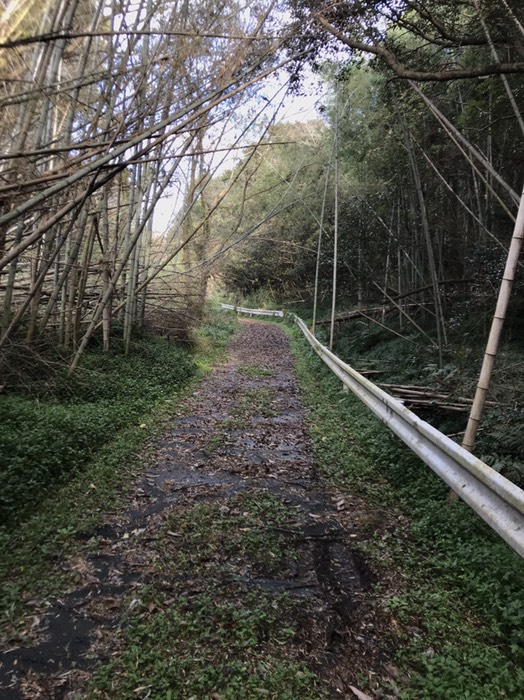 いつしかこんな道