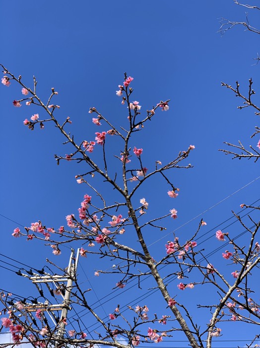 名護城の桜