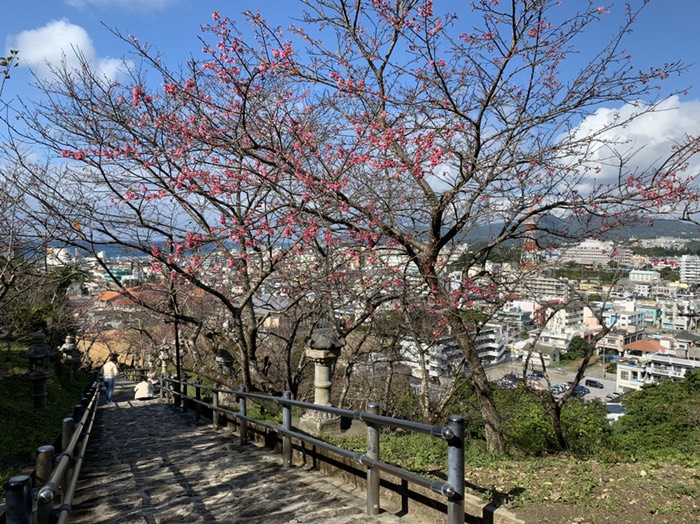 名護城の桜