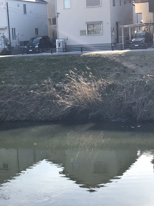 ひなたぼっこするかも