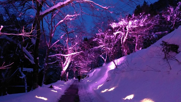 ライトアップ 冬の桜
