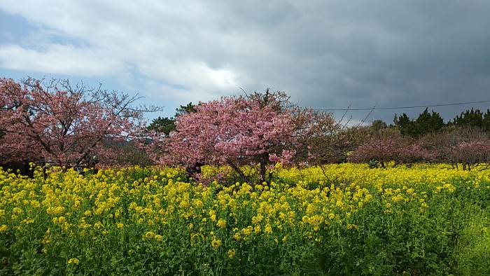 菜の花ガーデン