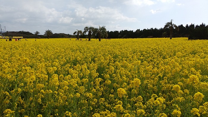 伊良湖 菜の花ガーデン